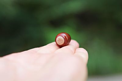 Close-up of person hand holding shell