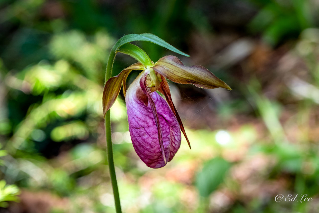 CLOSE-UP OF PURPLE ON FLOWER