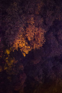 Scenic view of trees
