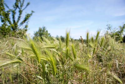 Grass growing on field