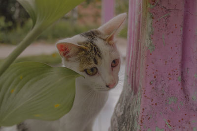 Close-up portrait of a cat