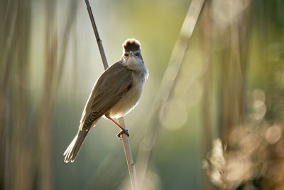 Close-up of bird perching on plant