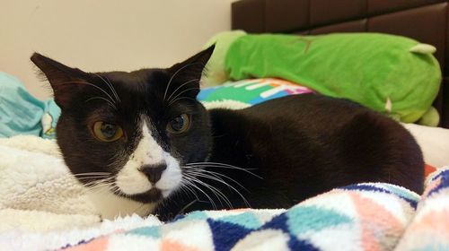 Close-up portrait of cat relaxing on sofa at home