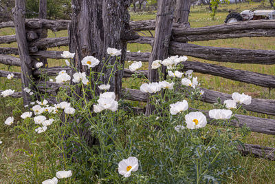 View of white flowering plants on field