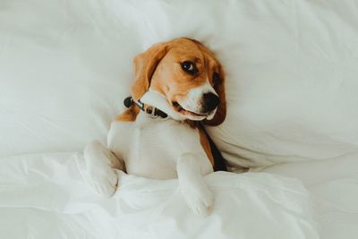 High angle view of a dog resting on bed