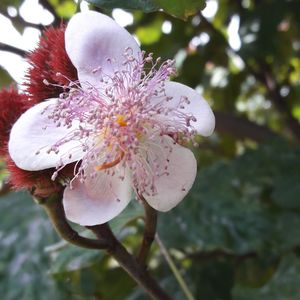 Close-up of pink cherry blossom