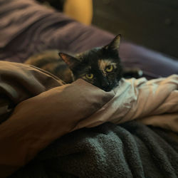 Portrait of cat relaxing on bed