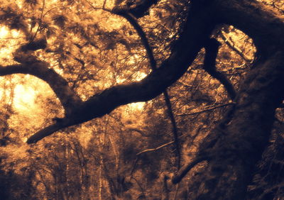 Low angle view of silhouette trees in forest