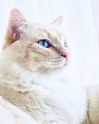Close-up of a cat looking away