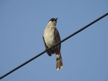 Low angle view of bird perching on cable against clear sky