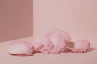 Close-up of pink rose flower on table