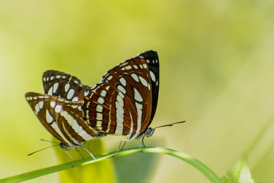 Close-up of butterfly on flower