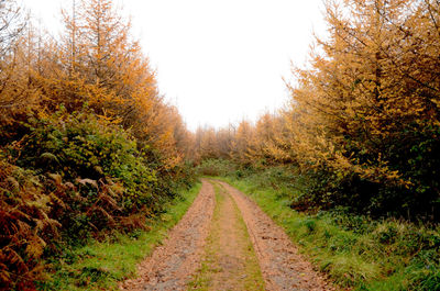 Dirt road amidst trees during autumn