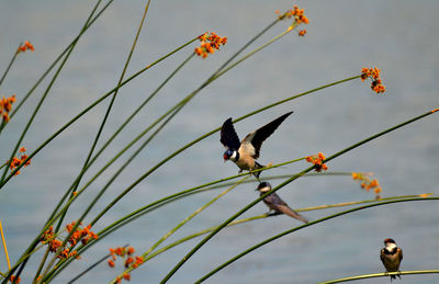 Low angle view of bird perching on flower