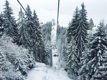 Snow covered trees on landscape against sky