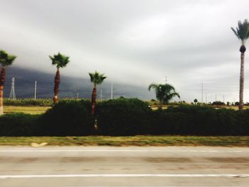 Palm trees against sky