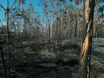 View of trees in forest