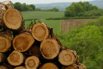 Stack of logs on field