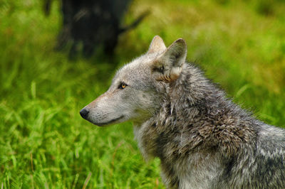 Side view of wolf on grassy field at uk wolf conservation trust