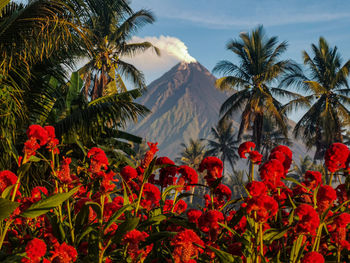 Red flowering plants and trees against sky