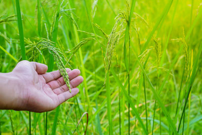 Person hand holding plant on field