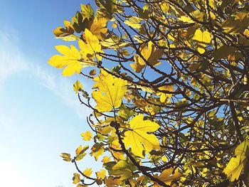 Low angle view of yellow flowering plant against sky