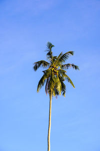 palm tree