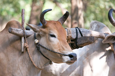 Close-up of a horse