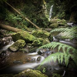 Stream flowing through rocks in forest