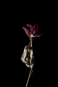 Close-up of wilted rose against black background