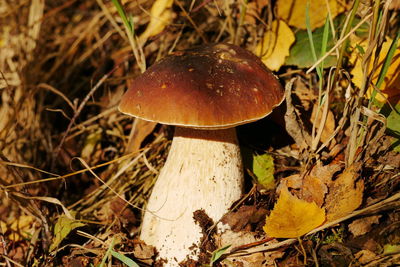 Close-up of mushroom growing on field