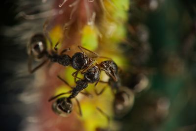 Close-up of insect on yellow flower