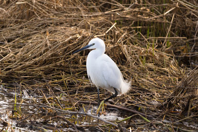 Little egret, egretta garzetta, on the river colne