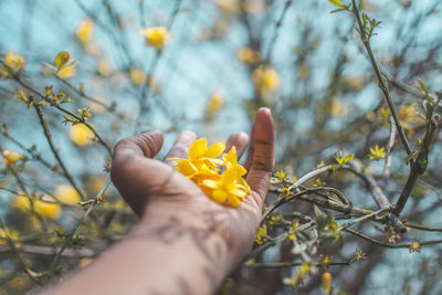 Cropped hand of man holding yellow flowers