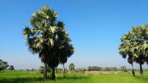 Trees on grassy field against clear blue sky