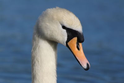 Close-up of swan swimming on lake