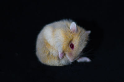 Close-up of a cat over black background