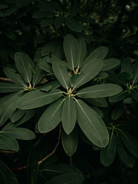 Close-up of plant