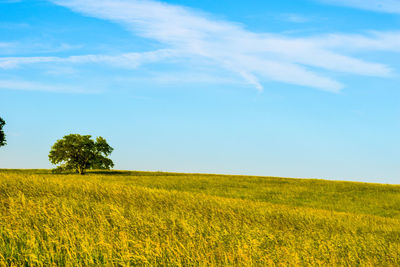 Scenic view of agricultural field against sky