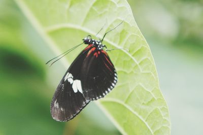 Butterfly on leaf