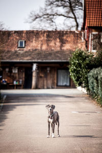 Great dane standing on walkway against house