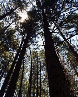 Low angle view of trees in forest