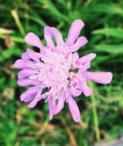 Close-up of pink flowers