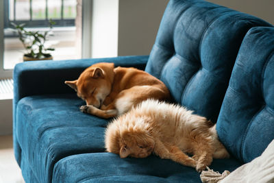 Dog sleeping on sofa