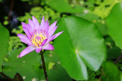Close-up of pink flower in pond