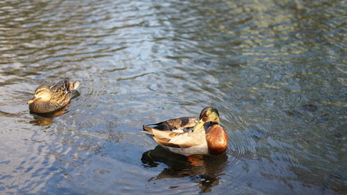 High angle view of duck swimming in lake