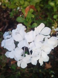 Close-up of white flowers blooming outdoors