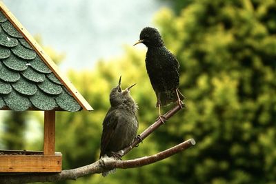 Close-up of bird perching on branch