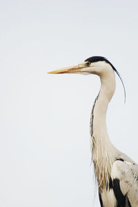 Close-up of gray heron against sky