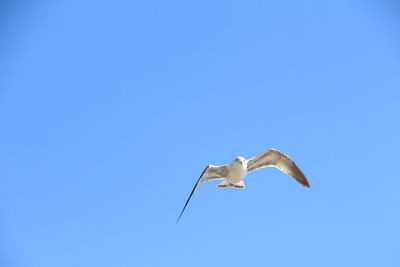 Low angle view of seagull flying against clear blue sky